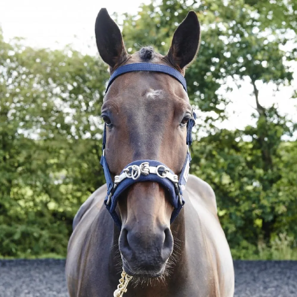 John Whitaker Lunge Cavesson